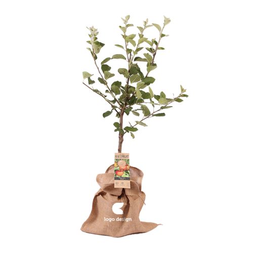 Obstbaum 95 cm - Bild 1